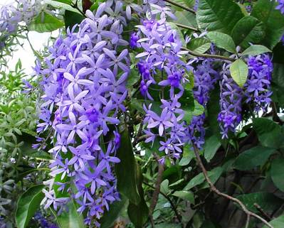 Petrea_volubilis_II.JPG