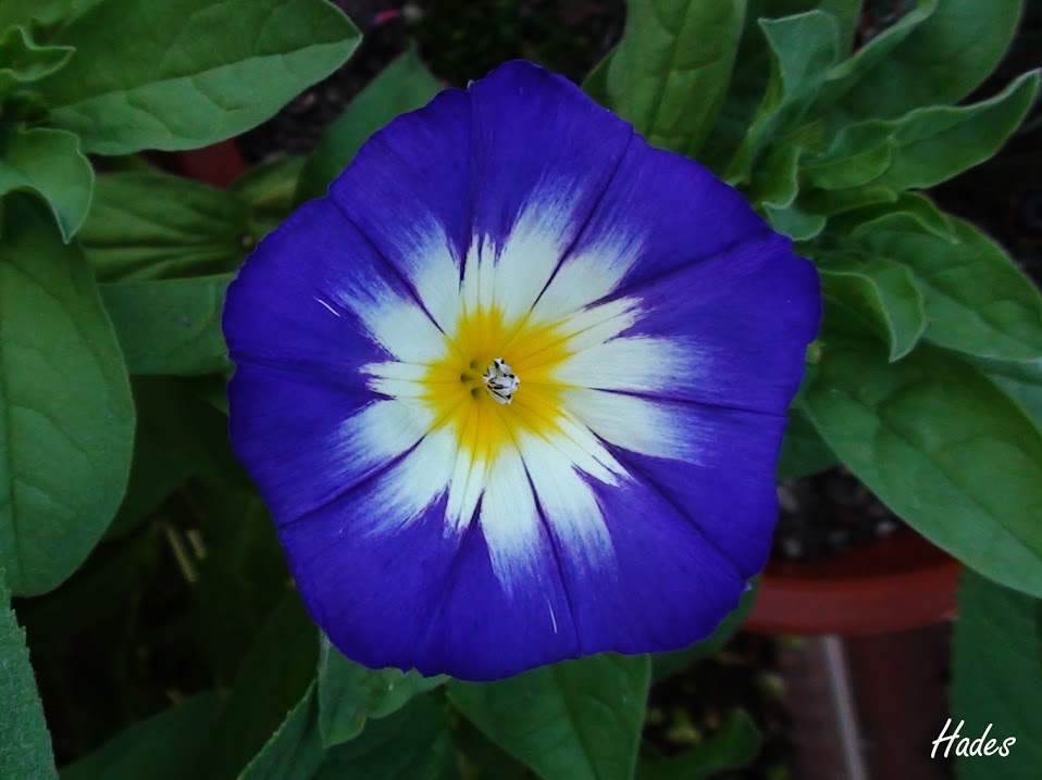 petroconvolvulus.jpg