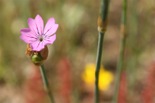 Petrorhagia_prolifera.jpg