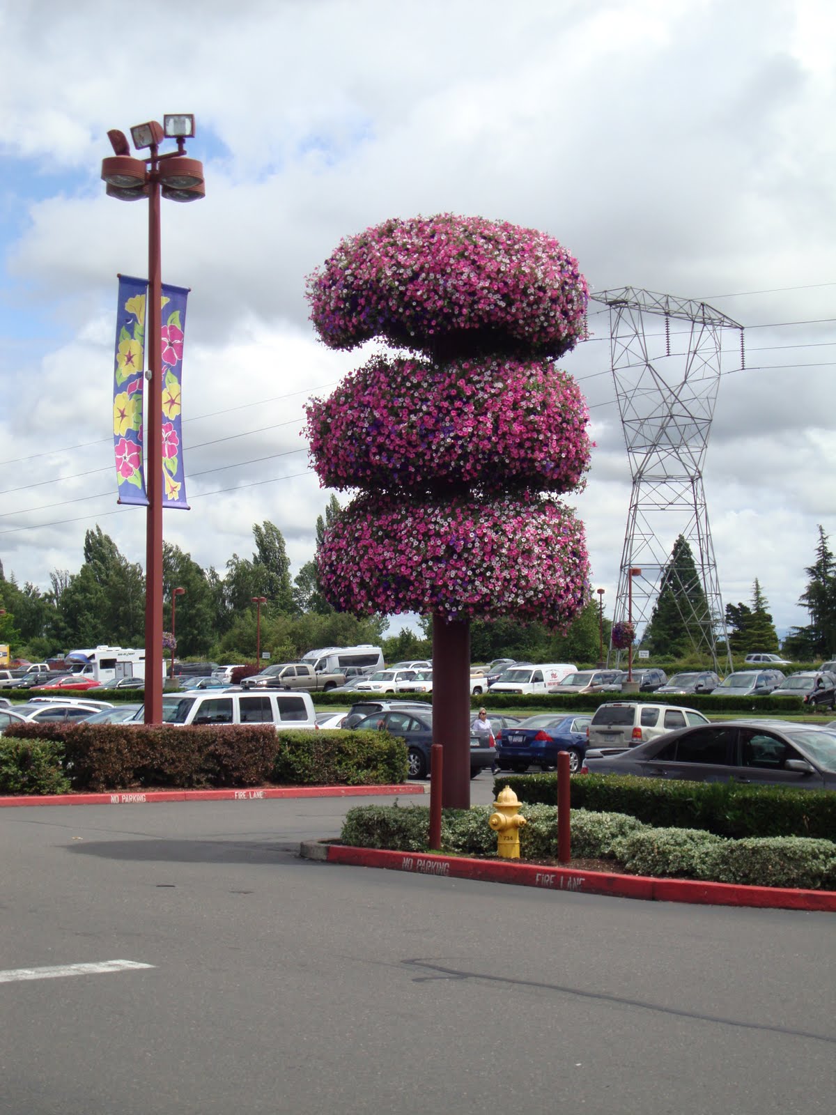 petunia%2Btopiary%2B1.JPG
