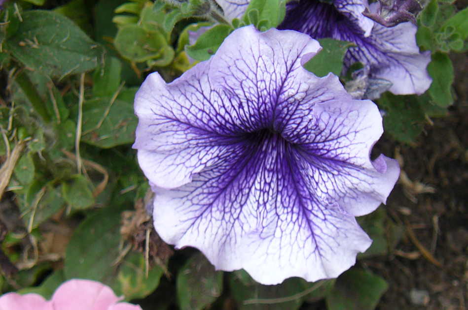 petunia-blanca-y-lila.jpg