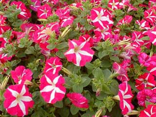 petunia-hybrida.jpg