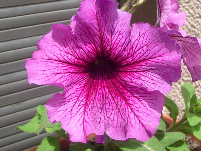 petunia morada 2.JPG