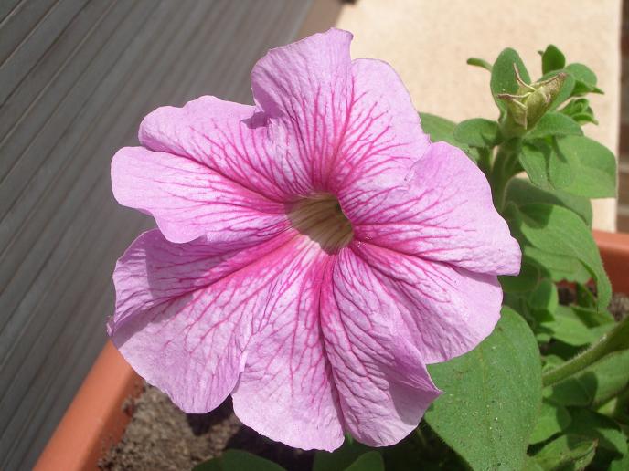 petunia rosa 2.JPG