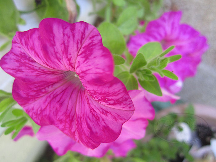 petunia+rosa+con+maticez+julio+2011+%25281%2529.jpg