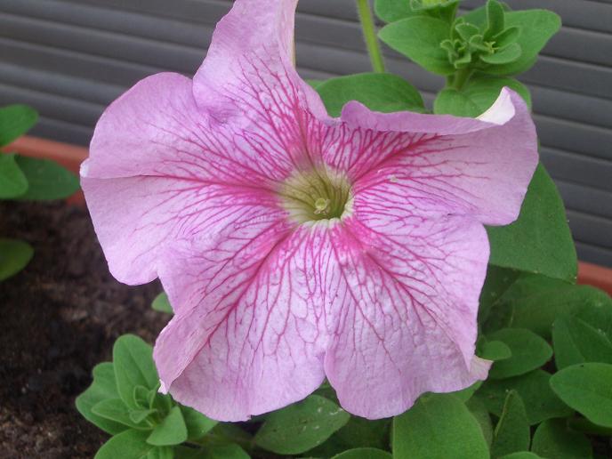 petunia rosa.JPG