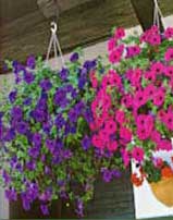petunia-surfinia.jpg