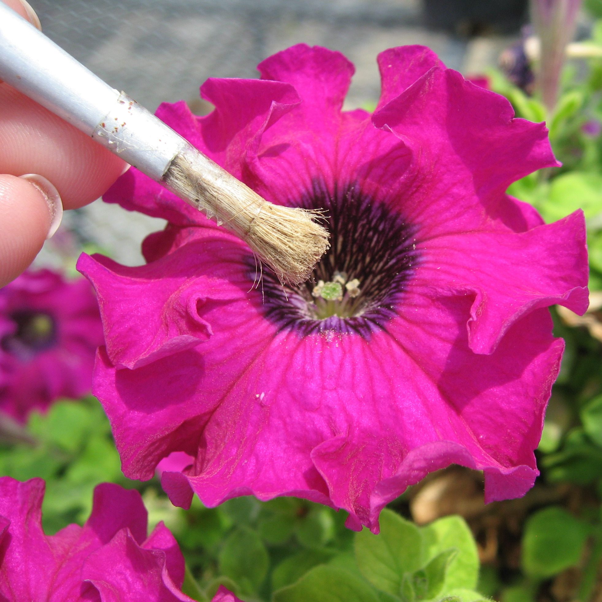 Petunia_hand_pollination(1).jpg