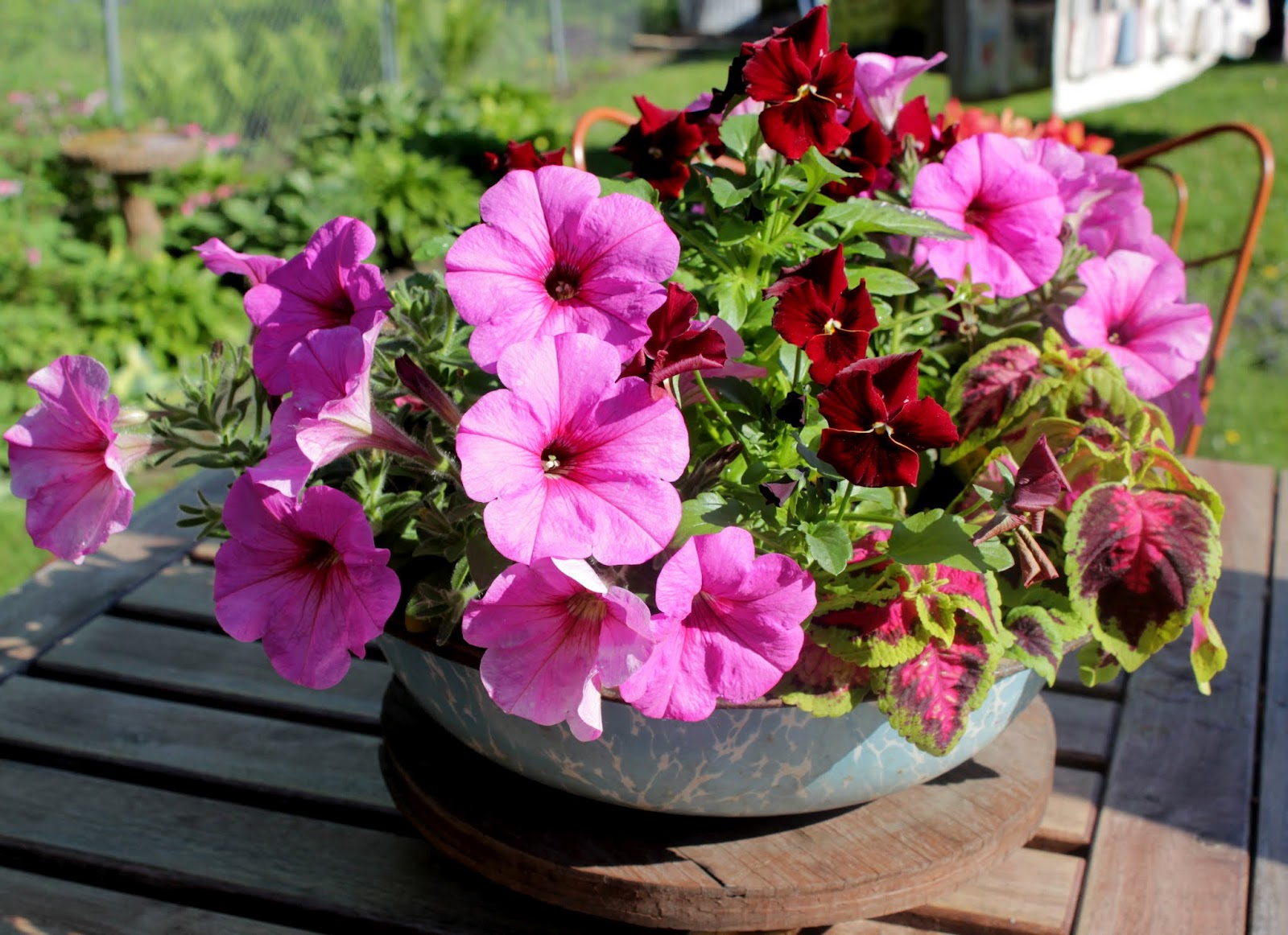 petunias+009.JPG
