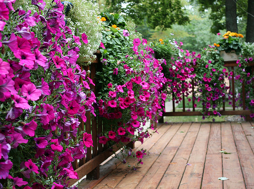 petunias+2.jpg