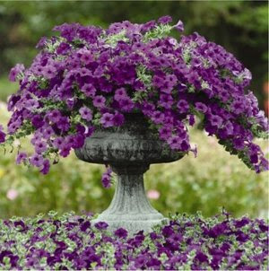 Petunias-en-el-jard%C3%ADn.jpg
