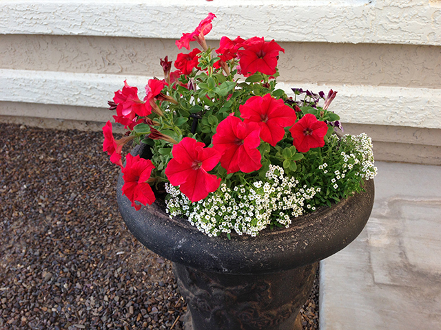 Petunias.jpg