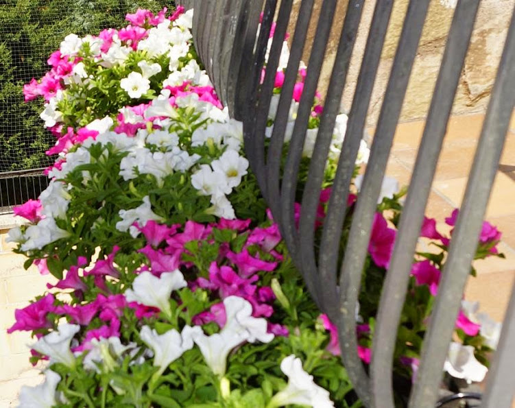 Petunias01.JPG