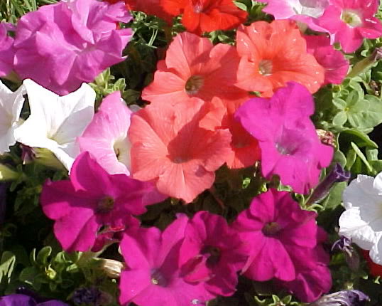 petunias1.jpg