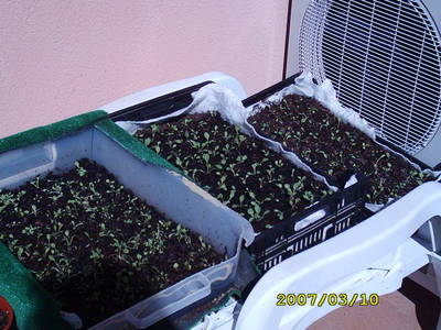 petunias2.jpg