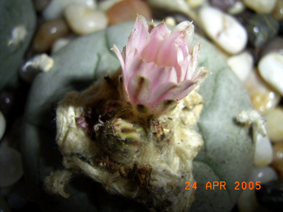 peyote.jpg