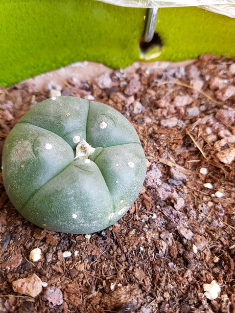 peyote020918.jpg
