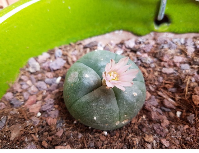 Peyote110918.jpg
