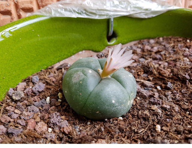 Peyote110918_01.jpg