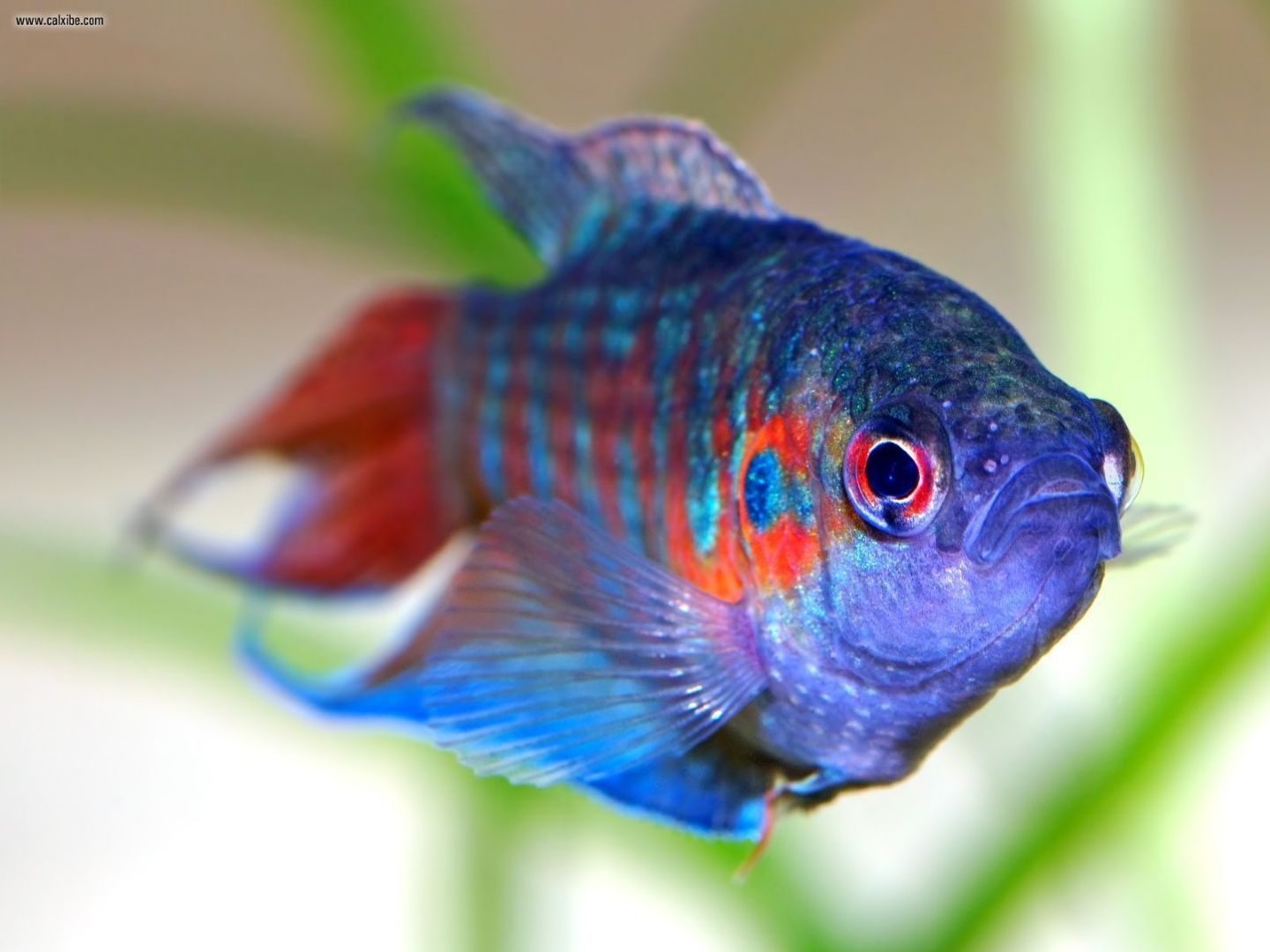 pez-del-paraiso-azul.jpg