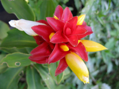pflanzen-im-web-de-Costus-spicatus-Spiralingwer-Spiral-Ingwer-image_galerie_gross.jpg