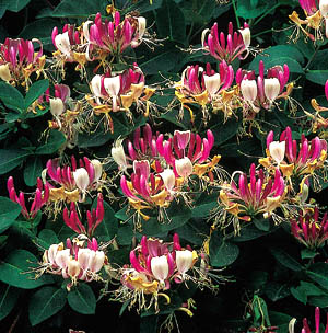 ph_art0408_lonicera_periclymenum_kwiaty.jpg