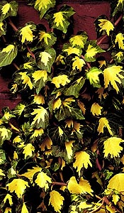 ph_hedera_helix_goldheart_liscie.jpg