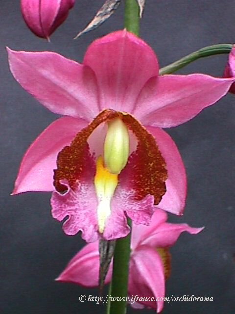Phaius%20humblotii.jpg