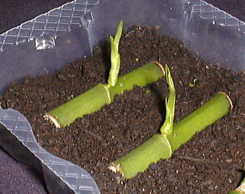 phaius%20tankervilleae%2004.jpg