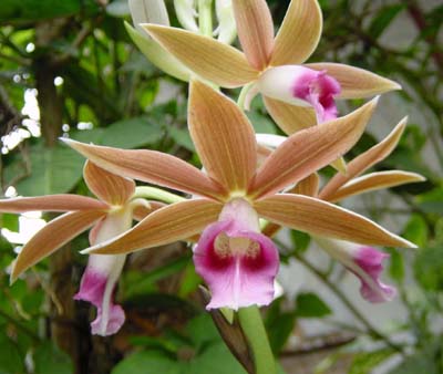 Phaius%20tankervilleae400.jpg