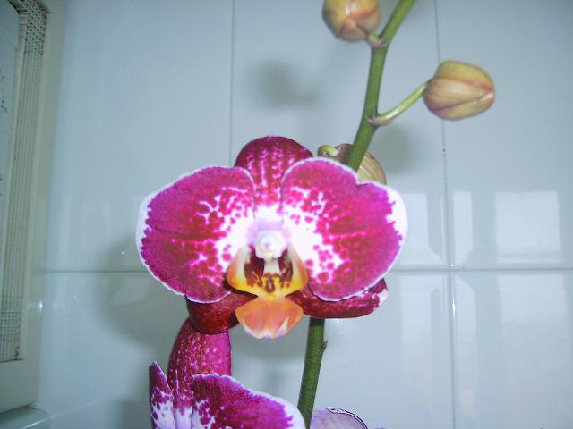 phal%201%7E0.JPG