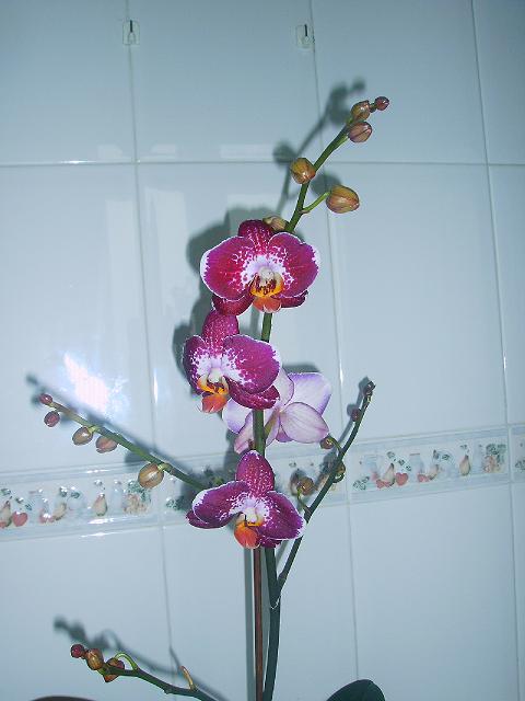 phal%203%7E0.JPG