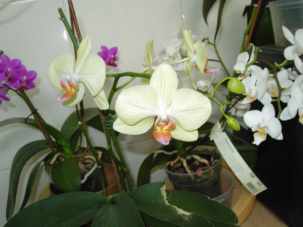 phal%20amarilla.jpg