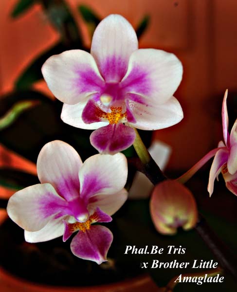Phal.%20Be%20Tris%20x%20Brother%20Little%20Amaglade_9763.jpg