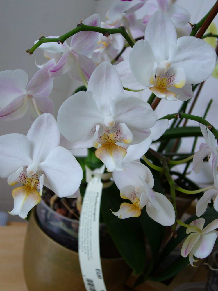 Fotos de Cattleya híbrida naranja, Phalaenopsis blanca, rosa y amarilla