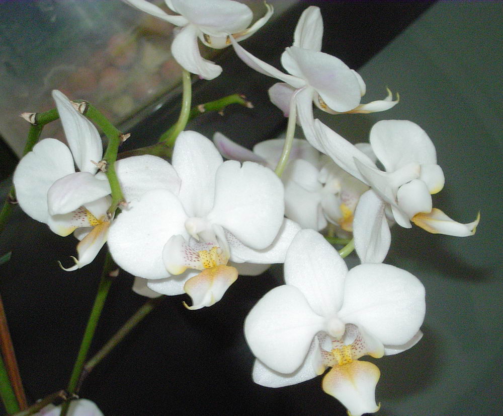 phal%20blanca1.jpg