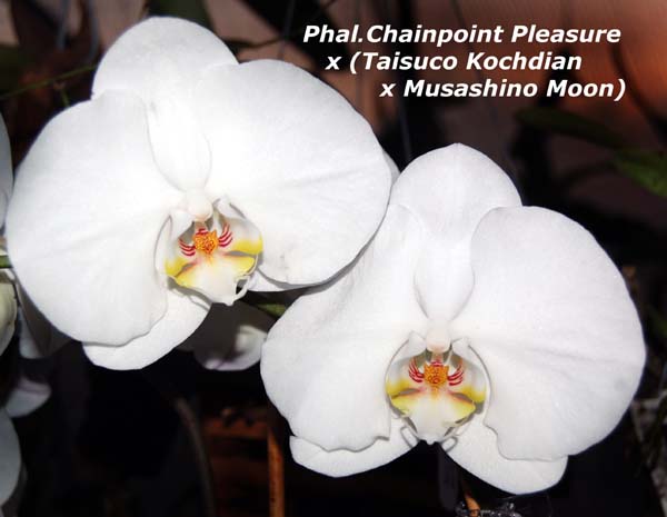 Phal.%20Chainpoint%20Pleasure%20(Taisuco%20Kochdian%20x%20Musashino%20Moon)_9163.jpg