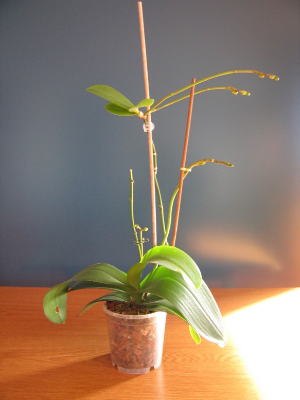 phal%20keiki1.JPG