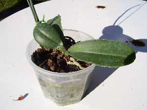 phal%20luci1.jpg
