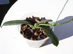 phal%20luci2.jpg