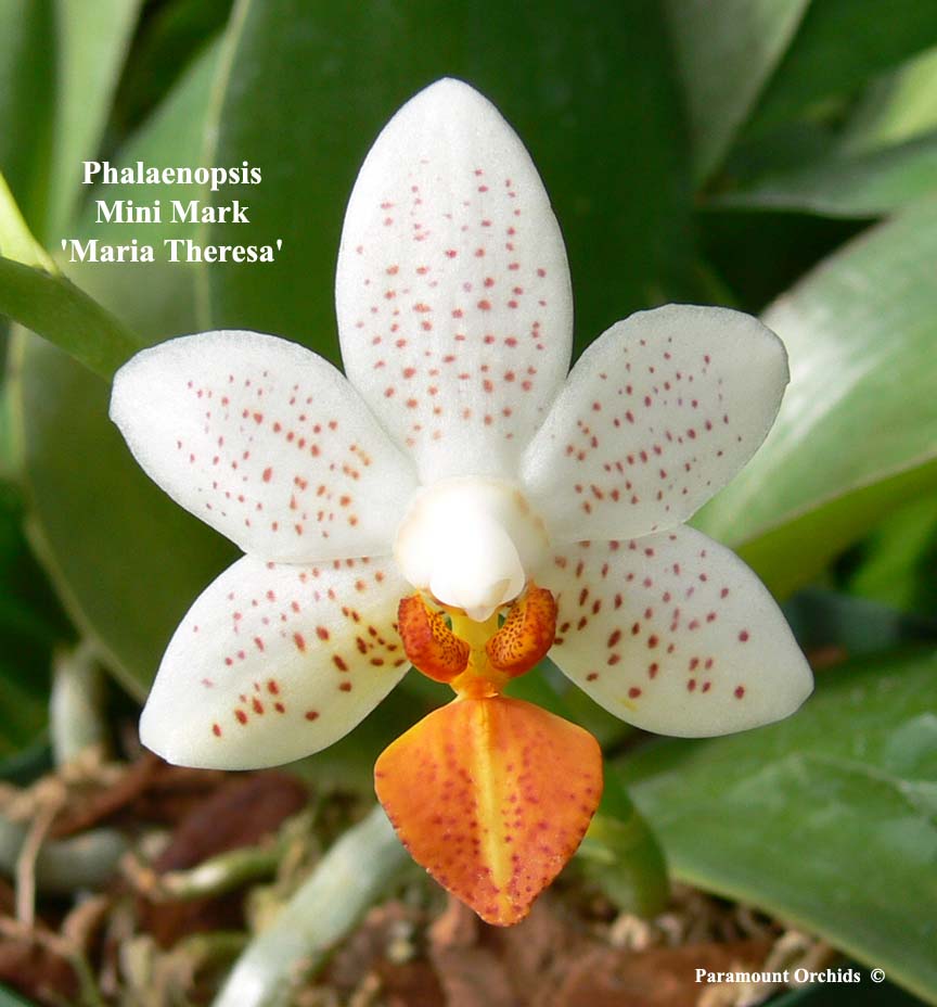 Phal%20Mini%20Mark%20'Maria%20Theresa'1.jpg