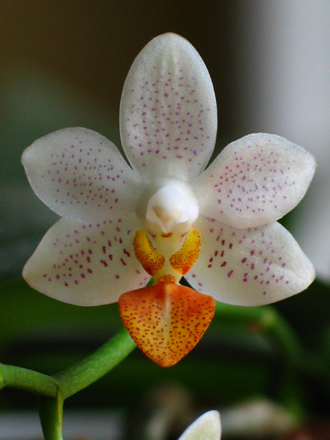Phal%20Mini%20Mark.jpg