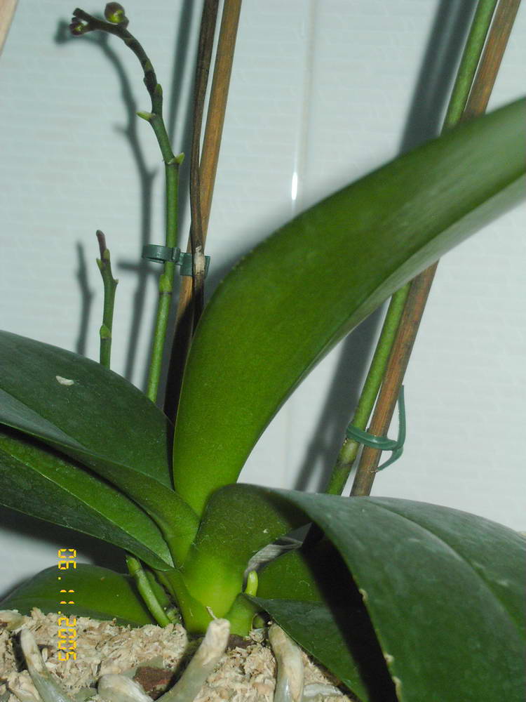phal%20morada.jpg