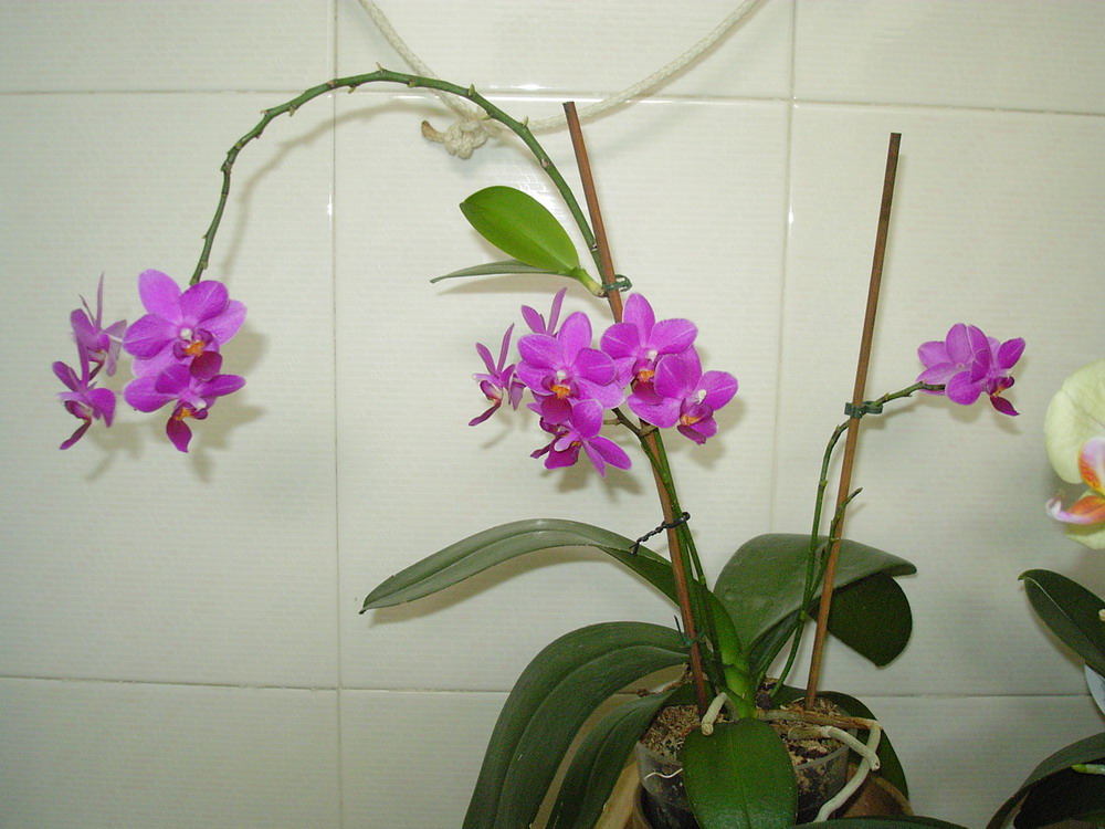 phal%20morada2.jpg