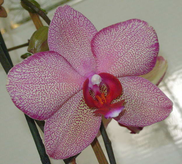 phal%20punteada.jpg