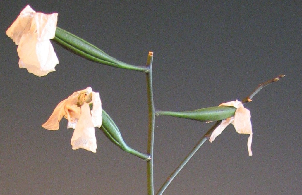 phal%20semillas%202.jpg