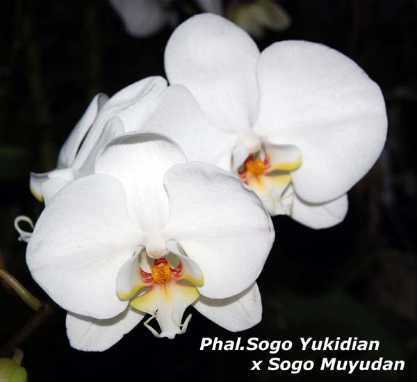 Phal.%20Sogo%20Yukidian%20x%20Sogo%20Muyudan_9159.jpg