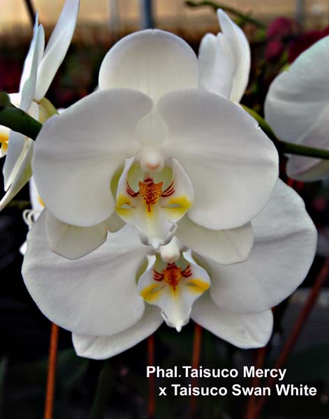 Phal.%20Taisuco%20Mercy%20x%20Taisuco%20Swan%20White_9108.jpg