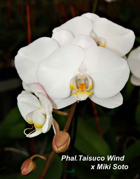 Phal.%20Taisuco%20Wind%20x%20Miki%20Soto_9112.jpg