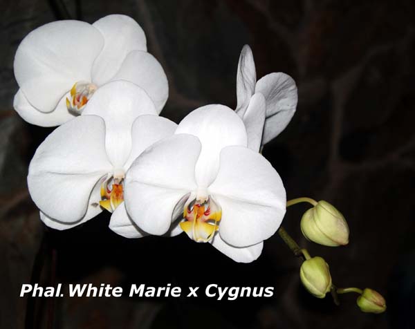 Phal.%20White%20Marie%20x%20Cygnus%20_9131.jpg